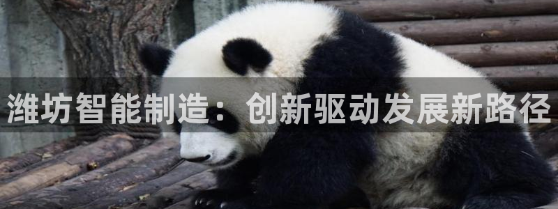 摩根娱乐创始人